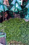 A stall with piles of fresh mint for sale in the main square, (Jemaa El Fna), Marrakech, Morocco, North Africa, Africa