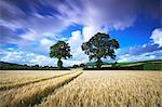 Champs de maïs, vallée d'Exe, Devon, Angleterre, Royaume-Uni, Europe