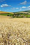 Summer Fields, Thorverton, Devon, England, United Kingdom, Europe