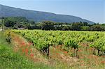 Vineyard, Petit Luberon, Provence, France, Europe