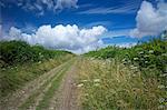 Le South Downs Way, Hampshire, Angleterre, Royaume-Uni, Europe