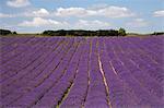 Lavender field, Lordington Lavender Farm, Lordington, West Sussex, England, United Kingdom, Europe