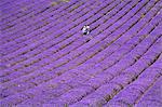 Menschen in Lavendelfeld, Lavendel-Farm Lordington, Lordington, West Sussex, England, Vereinigtes Königreich, Europa