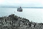 Manchots jugulaire sur la rive avec bateau de croisière et Zodiac en arrière-plan, Hannah Point, Anarctica, régions polaires