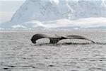 Baleine à bosse, qui s'élève des mer, l'Antarctique, les régions polaires