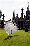 Peacock dans les jardins de Borromeo sur l'Isola Bella, Stresa, lac majeur, Piémont, lacs italiens, Italie, Europe