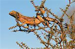 Sol agama (Agama aculeata), Kgalagadi Transfrontier Park, Afrique du Sud, Afrique