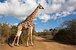 Girafe (Giraffa camelopardalis), réserve Imfolozi, KwaZulu-Natal, Afrique du Sud, Afrique