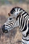 Zebra (Equus burchelli) with redbilled oxpeckers (Buphagus erythrorhynchus), Imfolozi game reserve, KwaZulu-Natal, South Africa, Africa