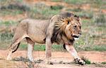 Lion (Panthera leo), Kgalagadi Transfrontier Park, Northern Cape, South Africa, Africa