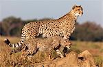 Cheetah with cub (Acinonyx jubatus), Phinda private game reserve, Kwazulu Natal, South Africa, Africa