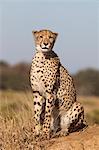 Cheetah female (Acinonyx jubatus), Phinda private game reserve, Kwazulu Natal, South Africa, Africa