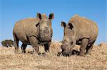 Dehorned blancs rhinocéros (Ceratotherium simum) sur la ferme de rhino, Klerksdorp, North West Province, Afrique du Sud, Afrique