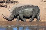 White rhino (Ceratotherium simum), Mkhuze game reserve, Kwazulu Natal, South Africa, Africa