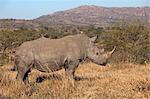 Rhinocéros blanc (Ceratotherium simum), Imfolozi game reserve, KwaZulu-Natal, Afrique du Sud, Afrique