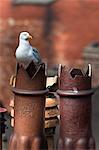 Herring gull (Larus argentatus) on chimney pots in city, Newcastle, England, United Kingdom, Europe