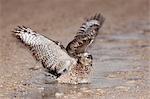 Immature Southern Pale Chanting Goshawk (Melierax canorus) bathing after rain, Kgalagadi Transfrontier Park, South Africa, Africa