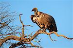 Gélinotte vulture (Gyps africanus), Kgalagadi Transfrontier Park, Northern Cape, Afrique du Sud, Afrique