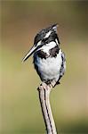 Pied kingfisher (Ceryle rudis), Intaka Island, Cape Town, South Africa, Africa
