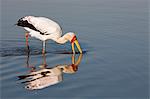 Yellowbilled stork (Mycteria ibis), Kruger National Park, South Africa, Africa