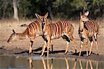 Nyala (Tragelaphus angasii) females at waterhole, Hluhluwe Imfolozi game reserve, KwaZulu-Natal, South Africa, Africa