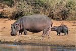 Hippopotame (Hippopotamus amphibius) avec le veau, le Parc National Kruger Mpumalanga, Afrique du Sud, Afrique