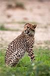 Cheetah (Acinonyx jubatus) cub, Kgalagadi Transfrontier Park, South Africa, Africa