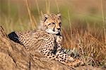 Cheetah (Acinonyx jubatus) cub, Phinda private game reserve, Kwazulu Natal, South Africa, Africa