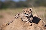 Cheetah (Acinonyx jubatus) cub, Phinda private game reserve, Kwazulu Natal, South Africa, Africa