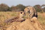 Gepard (Acinonyx Jubatus) mit Jungtier, Milos private Game reserve, Kwazulu Natal, Südafrika, Afrika