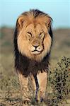 Lion (Panthera leo), Kgalagadi Transfrontier Park, Northern Cape, South Africa, Africa