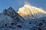 Yak and Langtang Lirung at sunrise, Langtang National Park, Bagmati, Central Region (Madhyamanchal), Nepal, Himalayas, Asia
