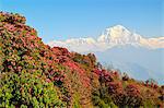 Rhododendron and Dhaulagiri Himal seen from Poon Hill, Annapurna Conservation Area, Dhawalagiri (Dhaulagiri), Western Region (Pashchimanchal), Nepal, Himalayas, Asia