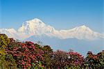 Rhododendron and Dhaulagiri Himal seen from Poon Hill, Annapurna Conservation Area, Dhawalagiri (Dhaulagiri), Western Region (Pashchimanchal), Nepal, Himalayas, Asia