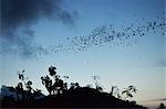 Chauves-souris, près de Kuta, à Lombok (Indonésie), l'Asie du sud-est, Asie