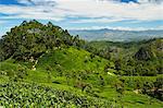 View of tea plantations from Lipton's Seat, Haputale, Sri Lanka, Asia