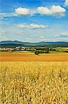 Scène rurale, village de Lauffen, près de Rottweil, forêt-noire, Schwarzwald-Baar, Bade-Wurtemberg, Allemagne, Europe