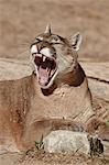 Mountain lion (cougar) (puma) (Puma concolor) yawning, Living Desert Zoo And Gardens State Park, New Mexico, United States of America, North America