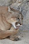 Couguar (PUMA) (puma) (Puma concolor) nettoyage après avoir mangé, Living Desert Zoo et parc d'état de jardins, Nouveau-Mexique, États-Unis d'Amérique, l'Amérique du Nord