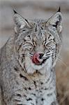 Lynx roux (Lynx rufus) avec sa langue, Living Desert Zoo et parc d'état de jardins, Nouveau-Mexique, États-Unis d'Amérique, l'Amérique du Nord