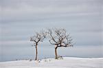 Bare trees in the snow, Uncompahgre National Forest, Colorado, United States of America, North America