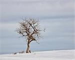 Kahler Baum im Schnee, Uncompahgre National Forest, Colorado, Vereinigte Staaten von Amerika, Nordamerika