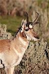 Pronghorn (Antilocapra americana) buck, Yellowstone National Park, Wyoming, United States of America, North America