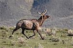 Bull wapiti (Cervus canadensis) en velours, en cours d'exécution, Parc National de Yellowstone, Wyoming, États-Unis d'Amérique, Amérique du Nord