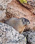 Marmotte à ventre jaune (marmotte de froussard) (Marmota flaviventris), Mount Evans, Arapaho-Roosevelt National Forest, Colorado, États-Unis d'Amérique, Amérique du Nord