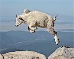 Mountain goat (Oreamnos americanus) yearling jumping, Mount Evans, Arapaho-Roosevelt National Forest, Colorado, United States of America, North America