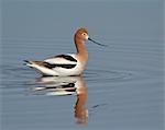 Avocette d'Amérique (Recurvirostra americana), Parc National de Yellowstone, Wyoming, États-Unis d'Amérique, l'Amérique du Nord