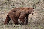 Cinnamon-colored black bear (Ursus americanus) walking, Yellowstone National Park, Wyoming, United States of America, North America