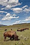 Bison (Bison bison) vaches broutant, Yellowstone National Park, patrimoine mondial de l'UNESCO, Wyoming, États-Unis d'Amérique, Amérique du Nord