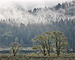 Fog mingling with evergreen trees with some cottonwoods, Yellowstone National Park, UNESCO World Heritage Site, Wyoming, United States of America, North America